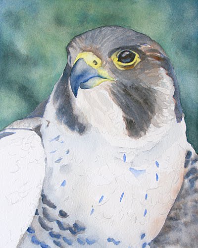 [falconhead4.jpg]