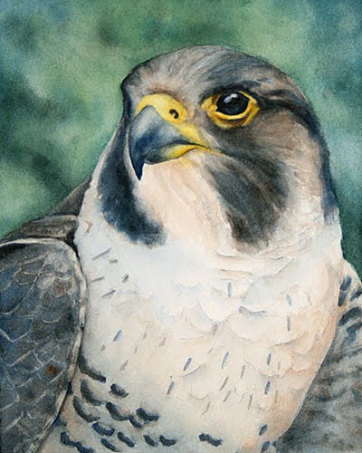 [falconhead5.jpg]