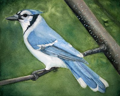 [bluejay4.jpg]