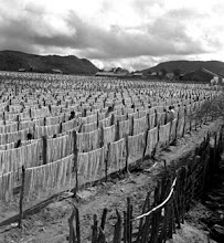 Bom Nome (Pernambuco, Brasil) - 1947-1951