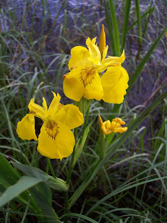 Iris_pseudacorus_from_sweden.jpg