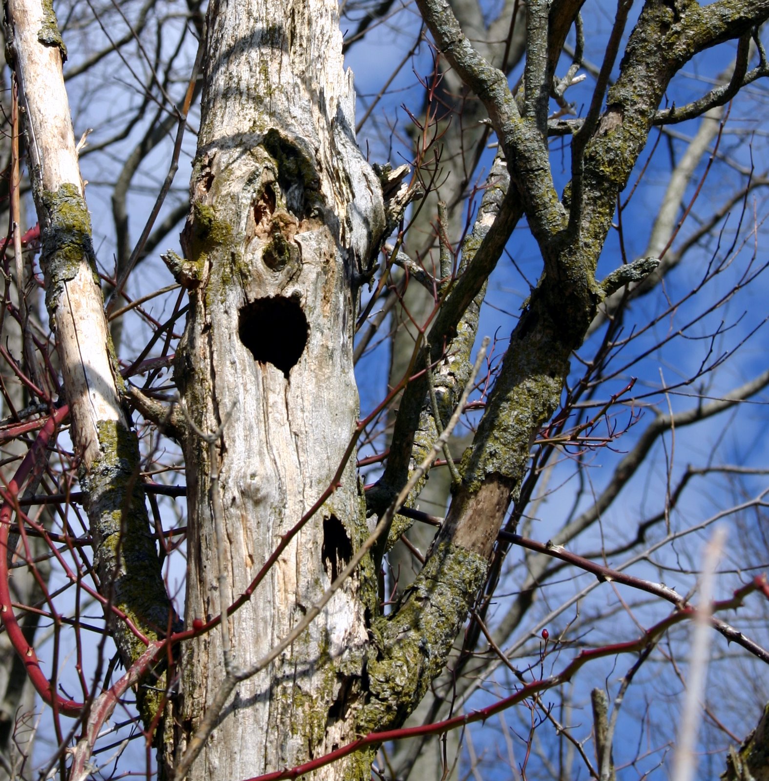 [Tree+with+Face.jpg]