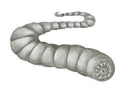 Larva da morte da Mongólia