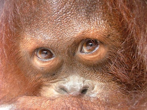 The eyes of an Orangutan