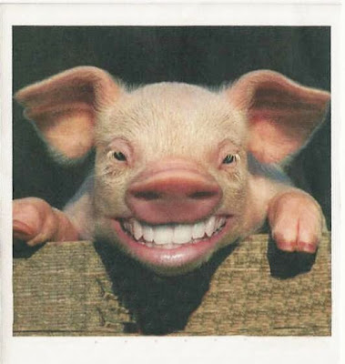 Comedy Pig