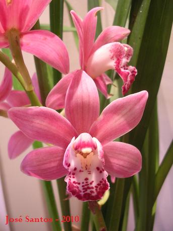 [cymbidium_rosa.jpg]