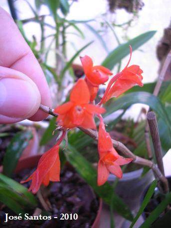 [dendrobium+melinanthum.jpg]