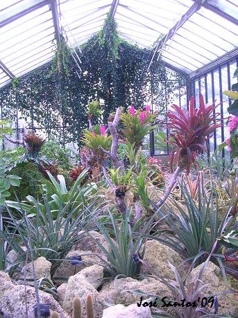 [kew_pwc_bromeliads.jpg]