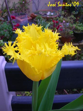 [tulipa_franjas_amarela01.jpg]