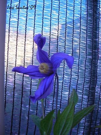 [clematis_azul.jpg]