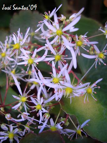 [saxifraga_rubrifolia_03.jpg]
