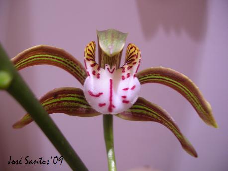 [cymbidium+erythraeum_1.jpg]