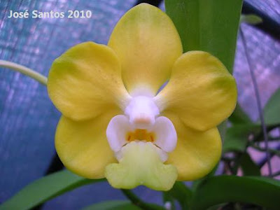 Orquídeas cá dem casa Vanda+denisoniana+_jun10