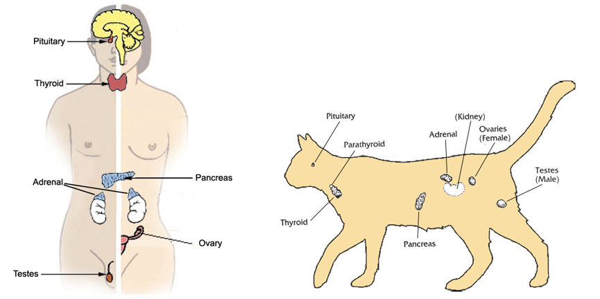 Glossary of Feline Health - Cornell.