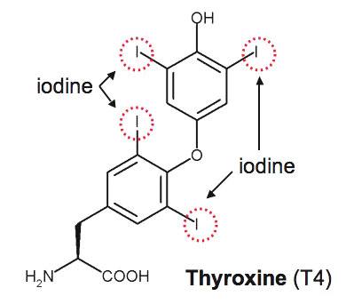 http://4.bp.blogspot.com/_ILsEDZB0igY/TVFxptkG_NI/AAAAAAAABOw/k3xviIiP7FM/s1600/thyroxine+molecule%252Cjpg.jpg