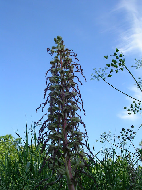 Orchis bouc, la plus grande et la plus surprenante avec son odeur de bouc.