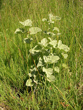 Guimauve officinale.