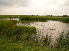 Les baisses sont elles le domaines des carex, roseaux, massettes etc...