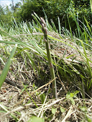 Asperge verte sauvage.