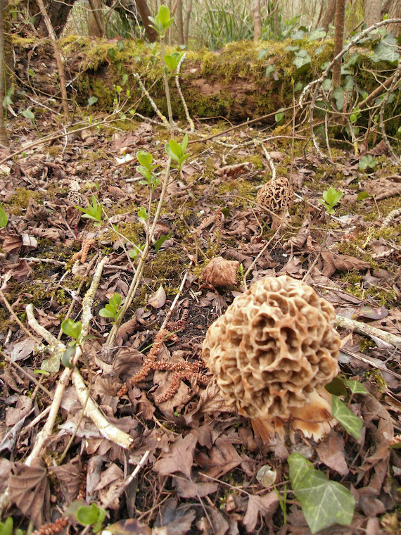 MORILLES BRUNES