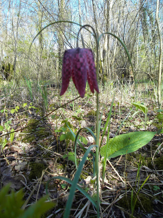 FRITILLAIRE PINTADE