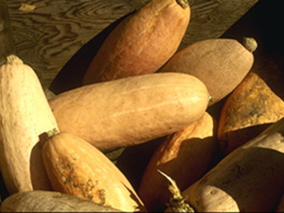 Types Of Summer Squash Types Of Summer Squash