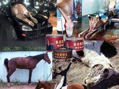 Why inhumane equestrian sport? horse