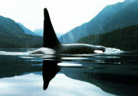 killer whale
