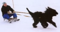 dog tow
