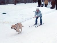 dog skis
