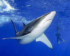 shark