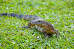 lizard