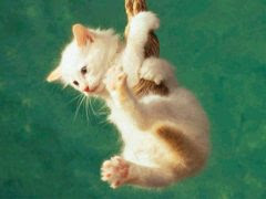 kitty