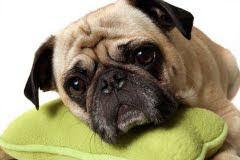 sad dog