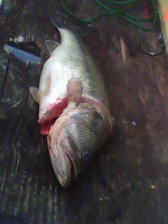 Spotted Bass, Cleaning