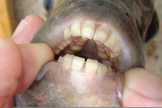 ikan bergigi