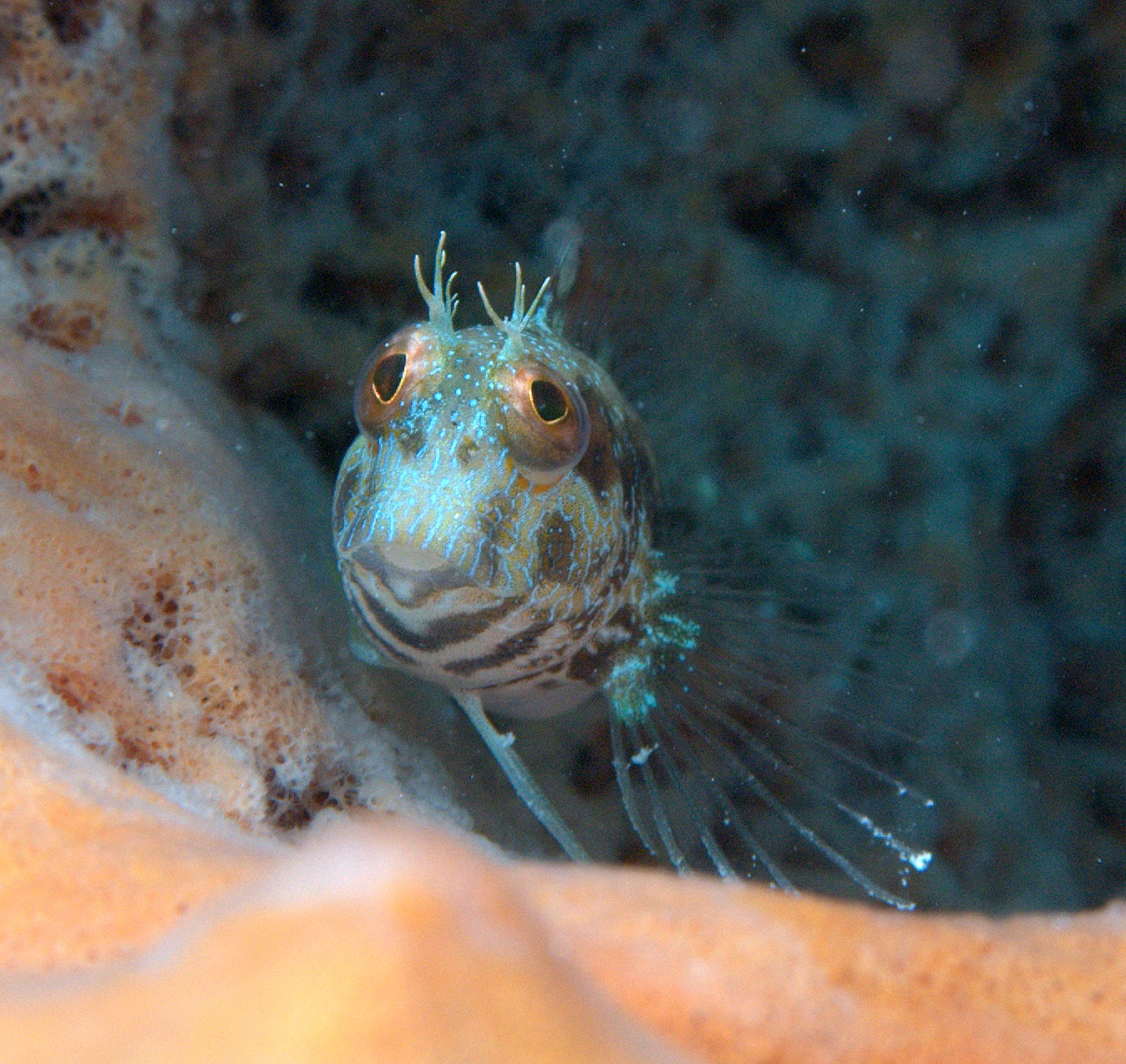 under pressure world Seaweed Blenny Key Biscayne, FL