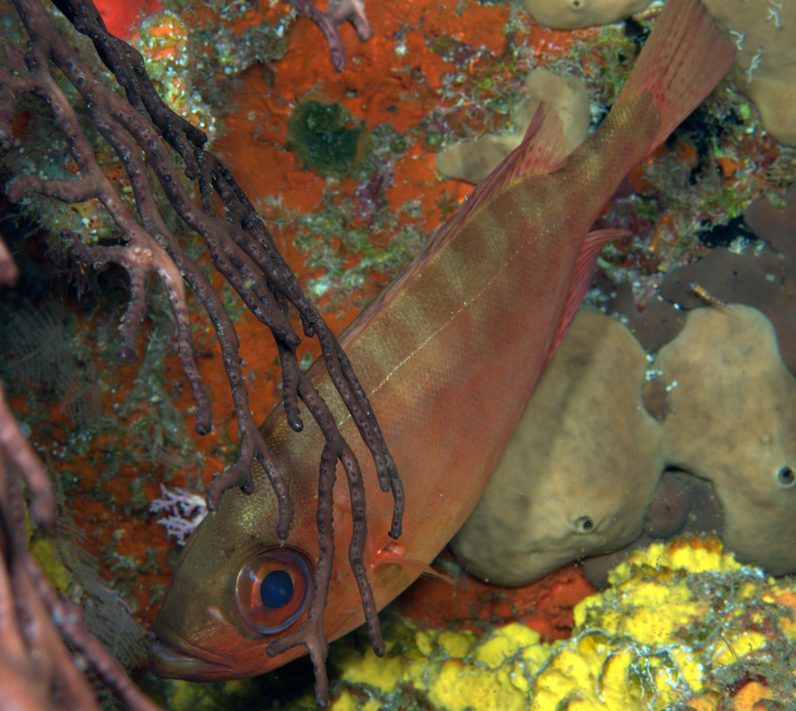 under pressure world Glasseye Snapper Dominica