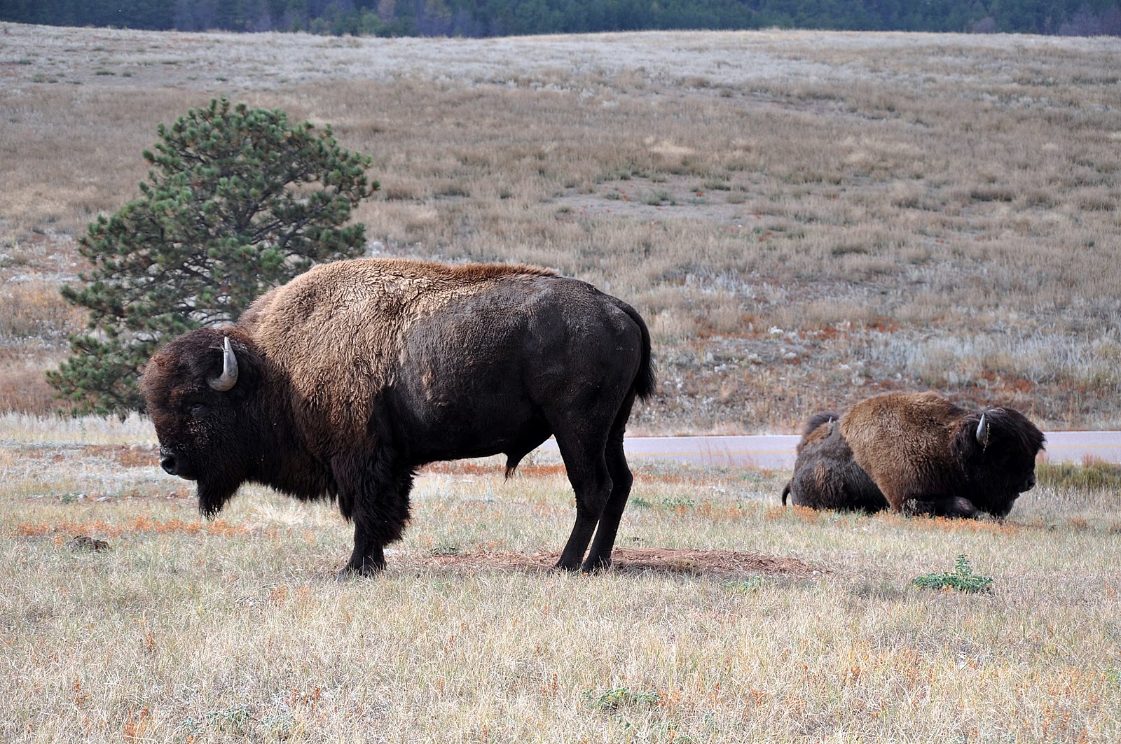 Spurdog's Other Creatures American Bison South Dakota