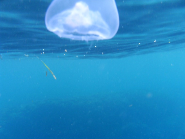 [Snorkel+3.JPG]