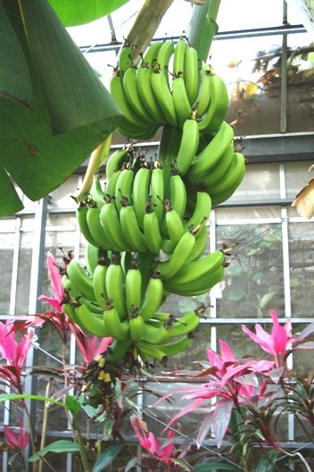 [Tropical+Kingdom+2.JPG]