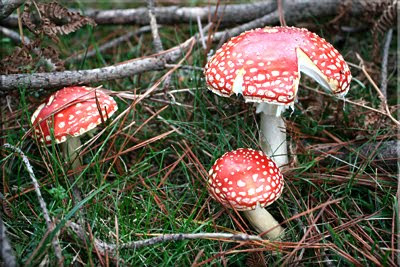 Amanita muscaria (La seta de los enanitos). (Matamoscas, falsa oronja en castellano, Kuleto paltsuen en euskara y Reig bord en Català.