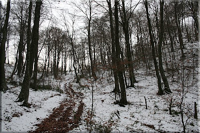 Hayedo nevado