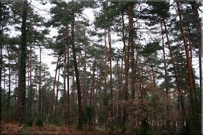 Cruzamos una zona de pino silvestre