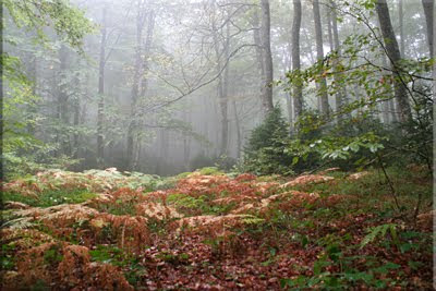Hayedo de Recilla