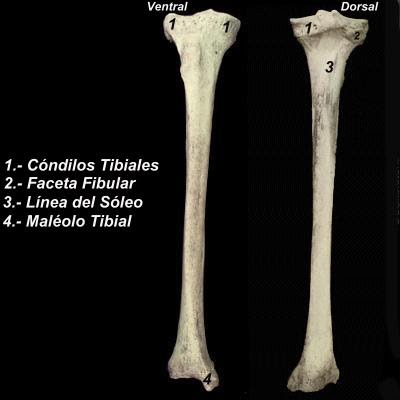 ABC-UVM Anatomia II