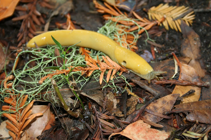 Banana Slug by Karen Retford