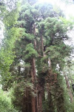 Henry Cowell State Park