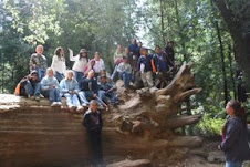 Big Basin Fallen Giant