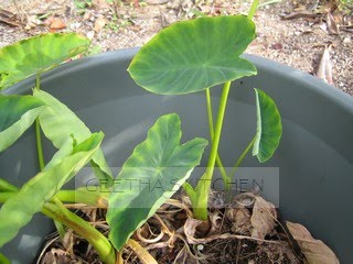 Geetha S Kitchen Homegrown Greens Taro Leaves Colocasia Esculenta